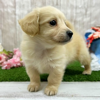 神奈川県のチワックス(チワワ×ダックス) (犬の家＆猫の里小田原店/2026年1月6日生まれ/男の子/イエロー)の子犬の3枚目の画像