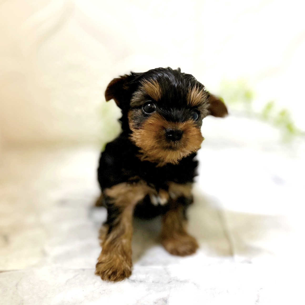 愛知県のヨークシャーテリア (犬の家＆猫の里岡崎店/2026年1月3日生まれ/女の子/スチールブルータン)の子犬の3枚目の画像