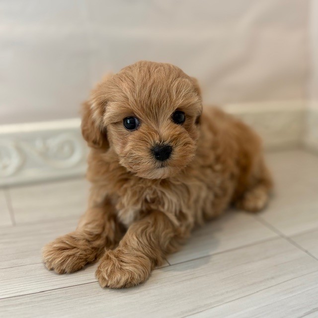 愛知県のマルプー(マルチーズ×プードル) (犬の家＆猫の里春日井本店/2026年1月3日生まれ/女の子/アプリコット)の子犬の3枚目の画像