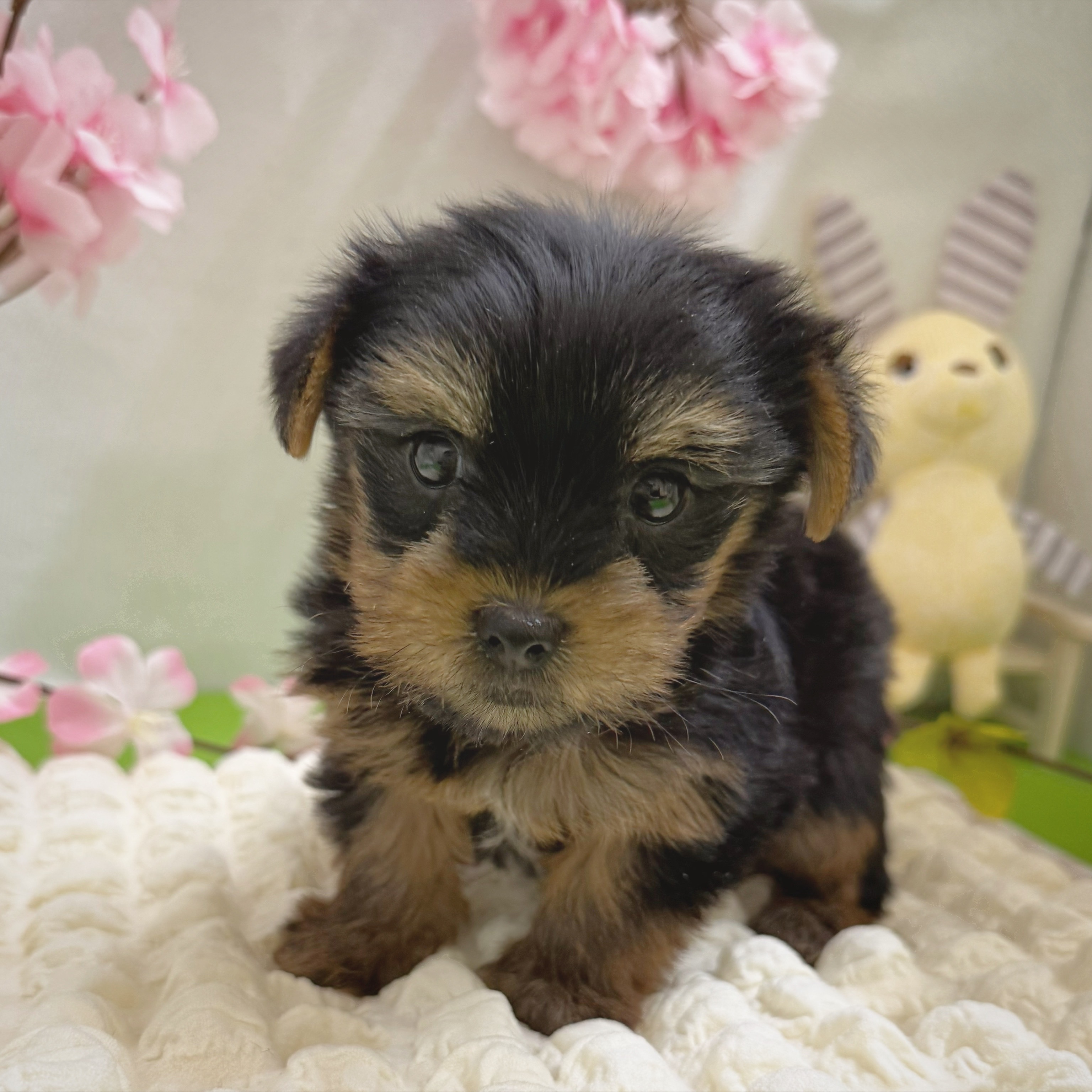 静岡県のヨークシャーテリア (犬の家＆猫の里藤枝店/2026年1月4日生まれ/女の子/スチールブルータン)の子犬の3枚目の画像