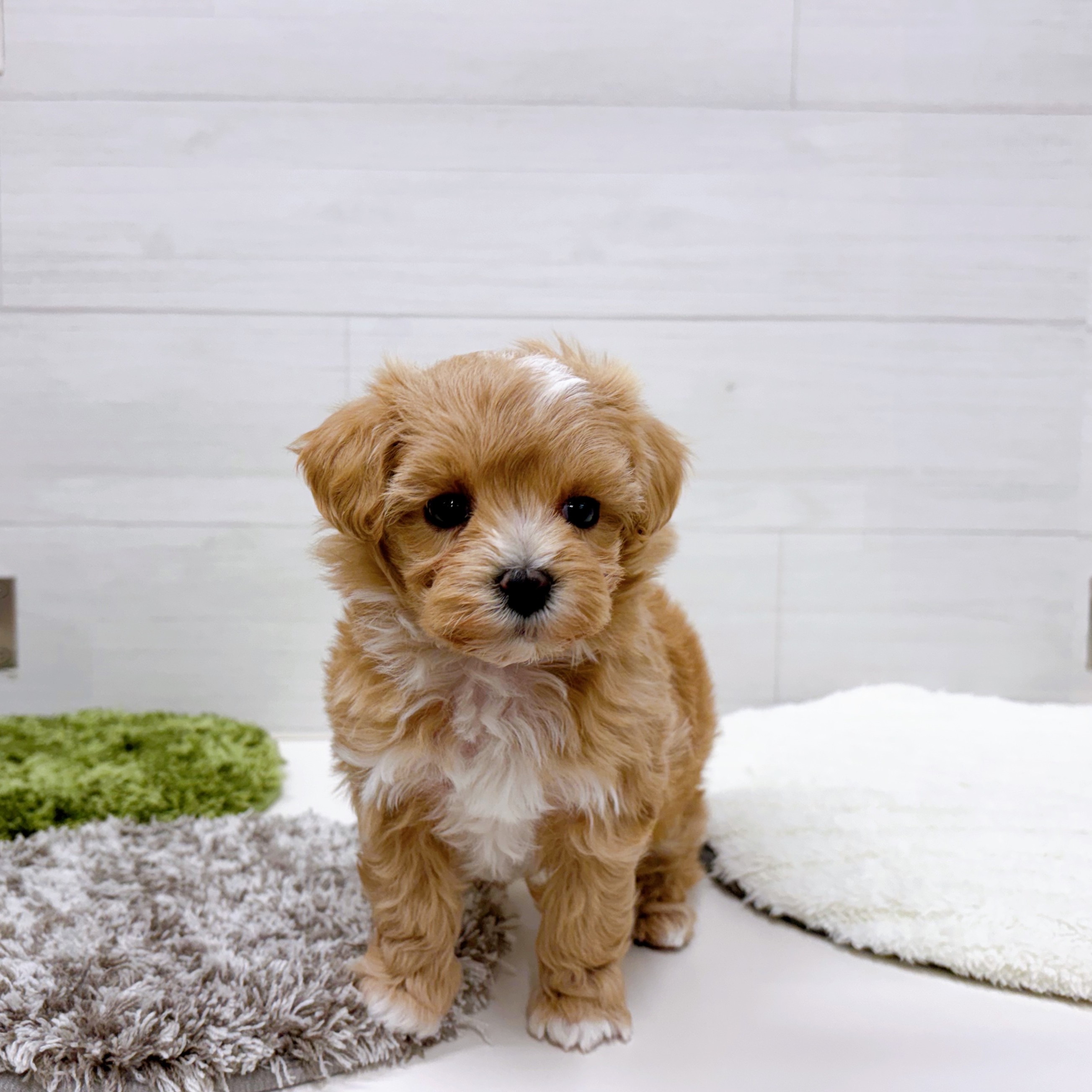 石川県のマルプー(マルチーズ×プードル) (犬の家＆猫の里アミーゴ金沢おこばた店/2026年1月3日生まれ/女の子/アプリコット)の子犬の3枚目の画像