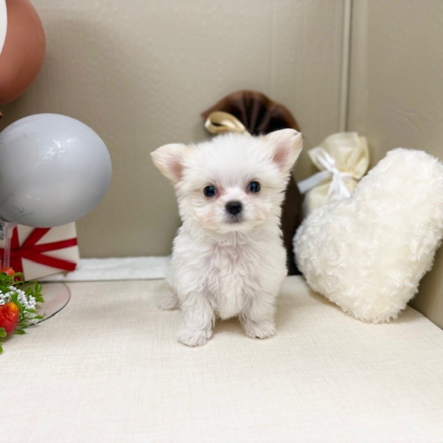 千葉県のチワマル/マルチワ(チワワ×マルチーズ) (犬の家＆猫の里ワンズモール稲毛店/2025年12月31日生まれ/男の子/ホワイト)の子犬の1枚目の画像