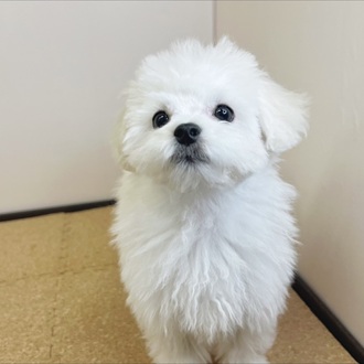 静岡県のマルプー(マルチーズ×プードル) (犬の家＆猫の里マークイズ静岡店/2026年1月5日生まれ/男の子/ホワイト)の子犬の3枚目の画像