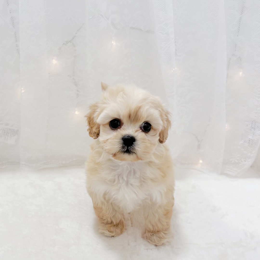 千葉県のペキプー(ペキニーズ×プードル) (犬の家＆猫の里BIGHOPガーデンモール印西店/2026年1月6日生まれ/女の子/クリーム)の子犬の3枚目の画像