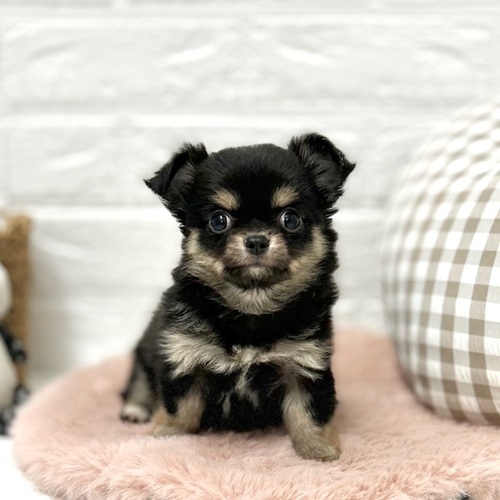 愛知県のチワワ(ロング) (犬の家＆猫の里豊川インター店/2026年1月3日生まれ/女の子/ブラックタンホワイト)の子犬の1枚目の画像