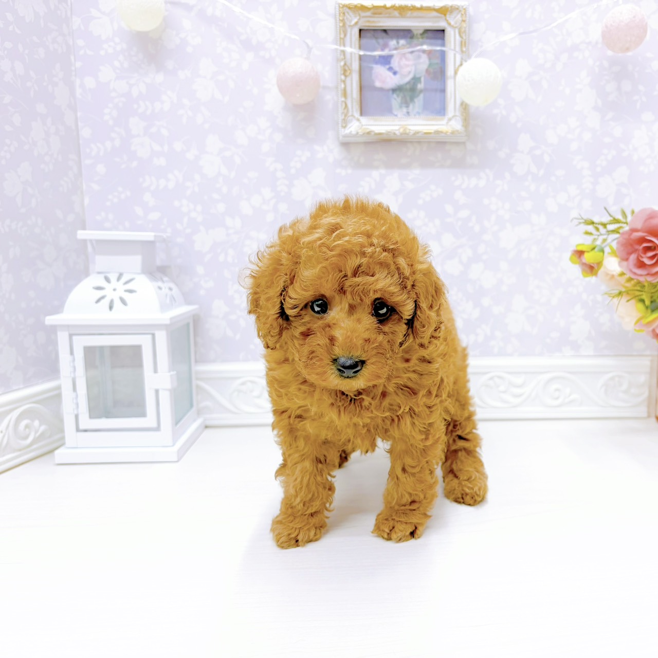 富山県のトイプードル(トイ) (犬の家＆猫の里アミーゴ山室店/2026年1月4日生まれ/女の子/アプリコット)の子犬の3枚目の画像