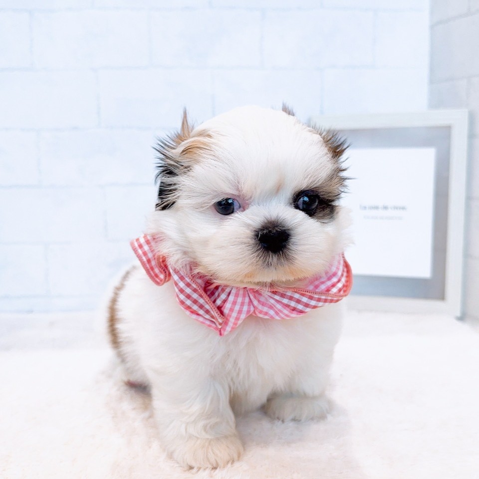 石川県のシーズー (犬の家＆猫の里金沢店/2026年1月5日生まれ/女の子/ホワイトゴールド)の子犬の3枚目の画像