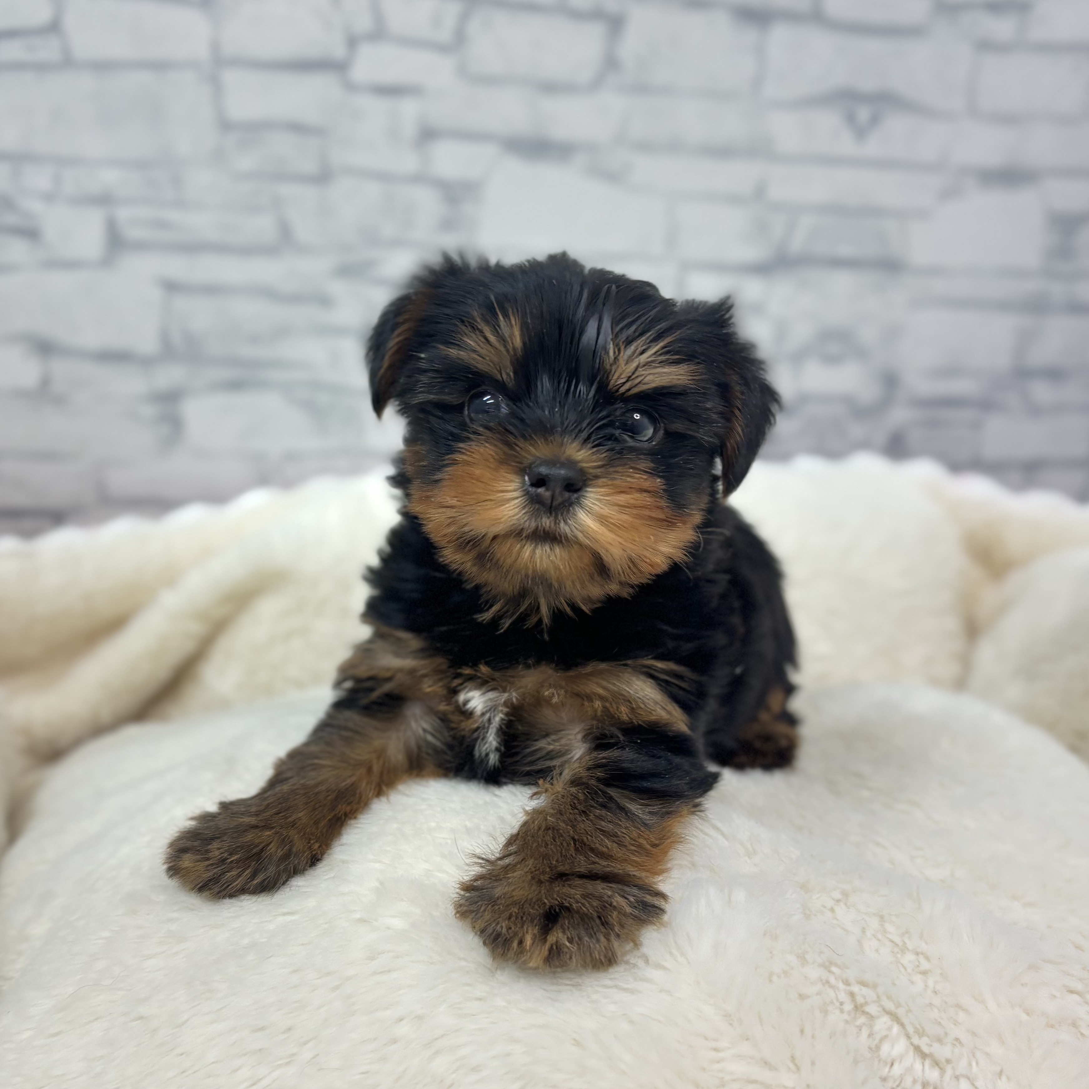 長野県のヨークシャーテリア (犬の家＆猫の里長野店/2026年1月4日生まれ/女の子/スチールブルータン)の子犬の3枚目の画像