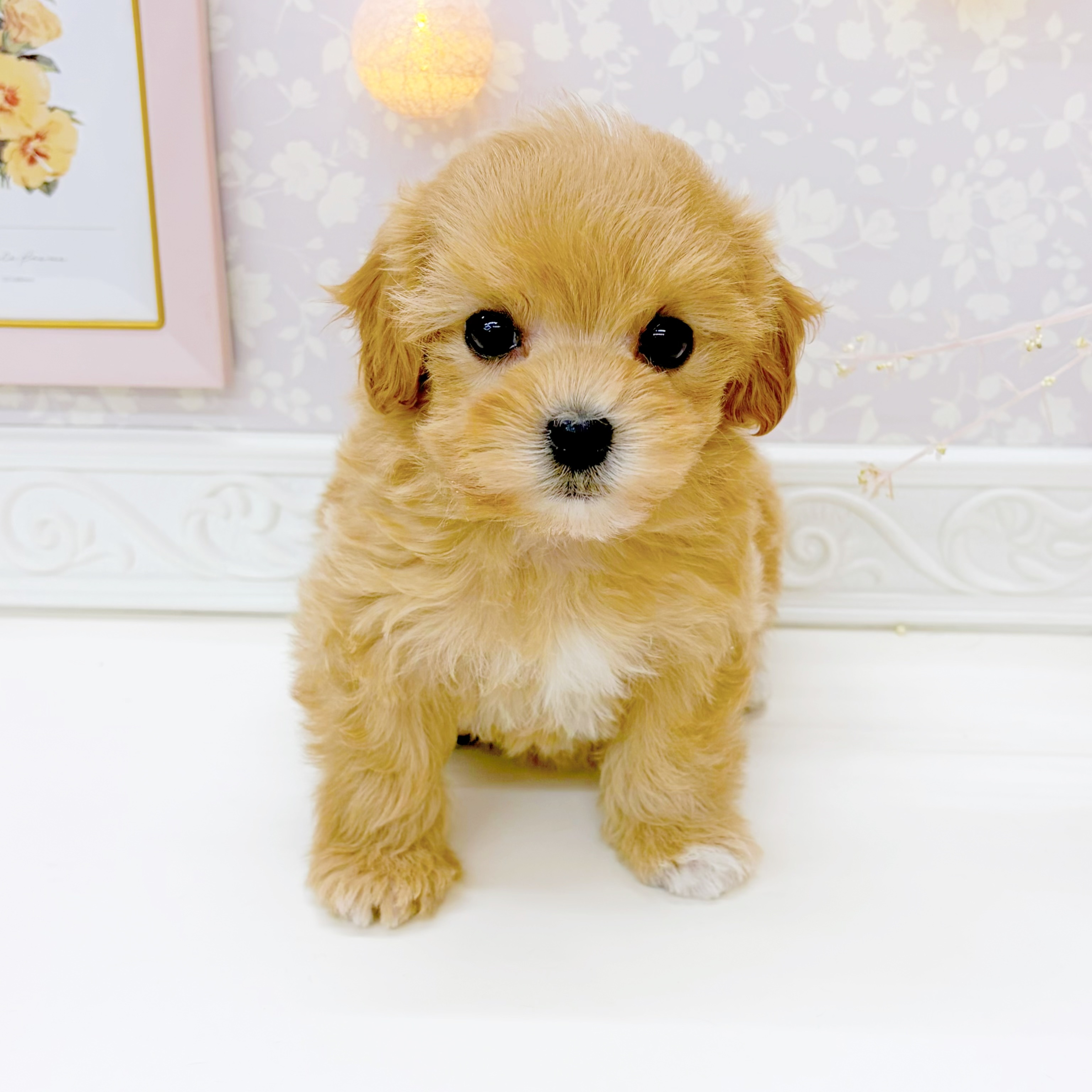 富山県のマルプー(マルチーズ×プードル) (犬の家＆猫の里富山店/2026年1月2日生まれ/女の子/クリーム)の子犬の3枚目の画像