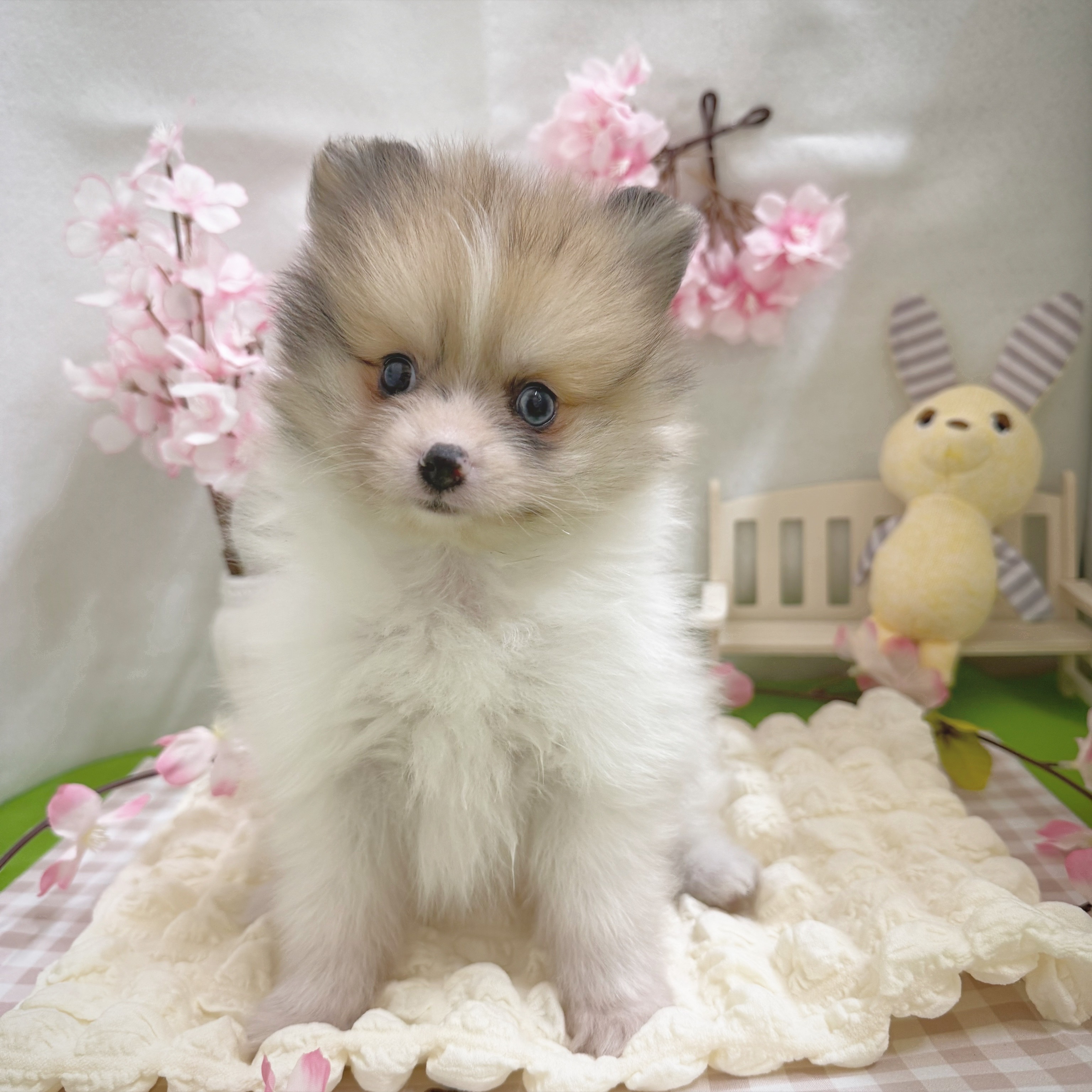 静岡県のポメラニアン (犬の家＆猫の里藤枝店/2026年1月6日生まれ/男の子/ホワイト＆オレンジマール)の子犬の3枚目の画像