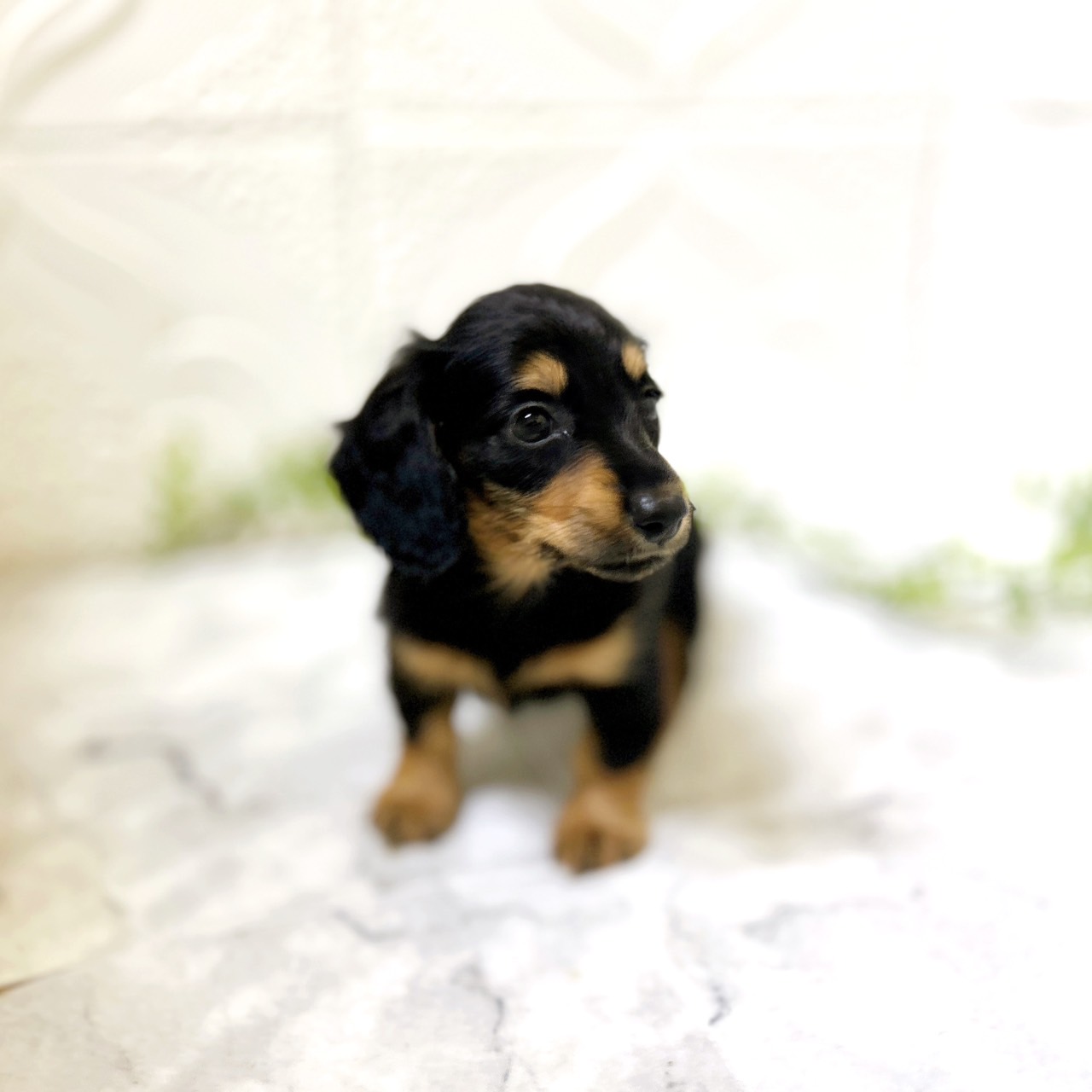 愛知県のミニチュアダックスフンド(ロング) (犬の家＆猫の里岡崎店/2026年1月6日生まれ/女の子/ブラックタン)の子犬の3枚目の画像