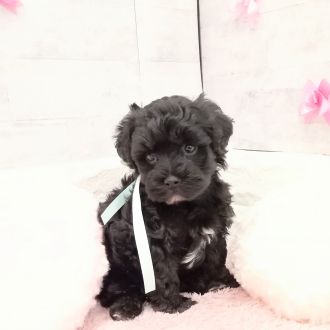 静岡県のマルプー(マルチーズ×プードル) (犬の家＆猫の里プレ葉ウォーク浜北店/2026年1月6日生まれ/男の子/ブラック)の子犬の3枚目の画像