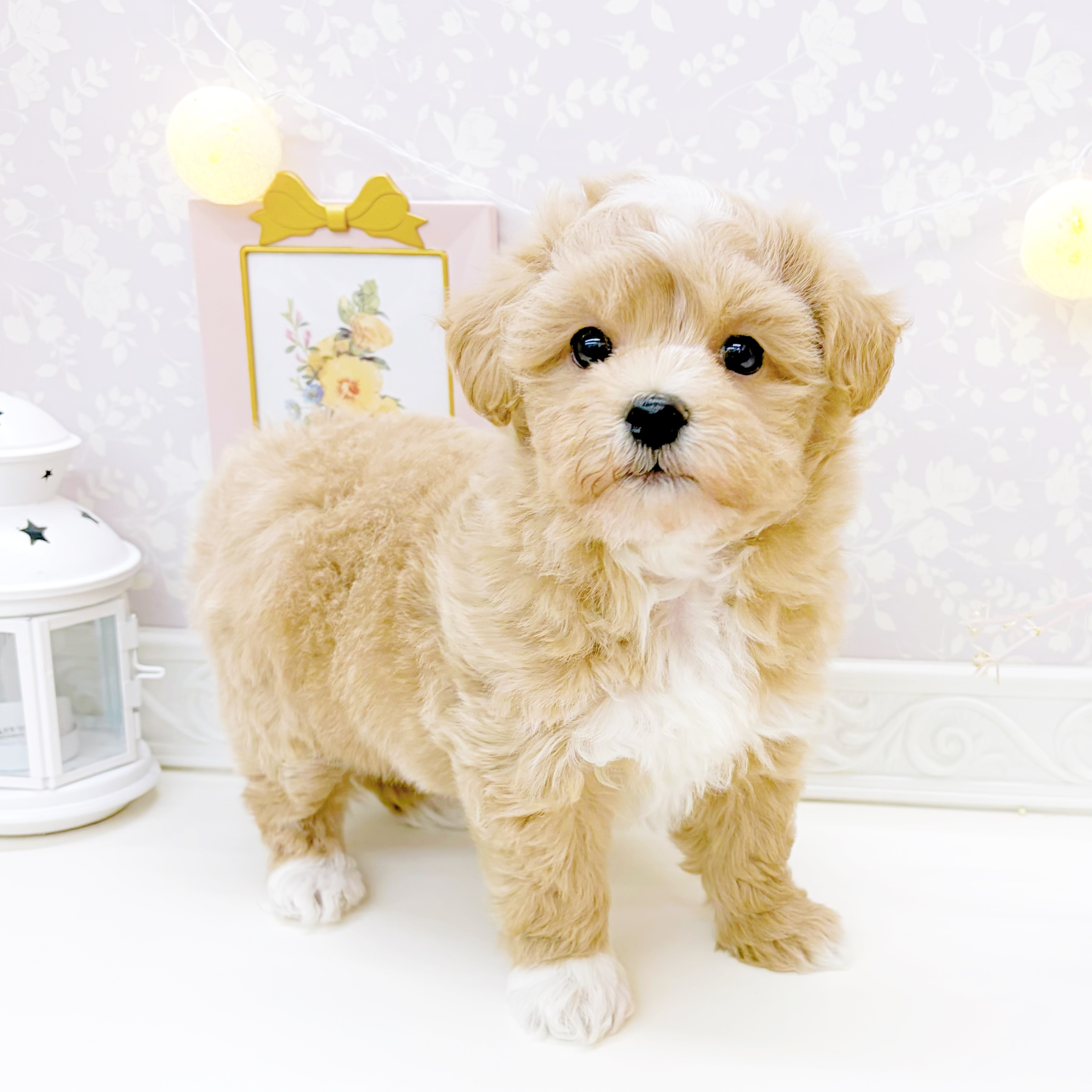 富山県のマルプー(マルチーズ×プードル) (犬の家＆猫の里富山店/2026年1月5日生まれ/男の子/アプリコット)の子犬の3枚目の画像