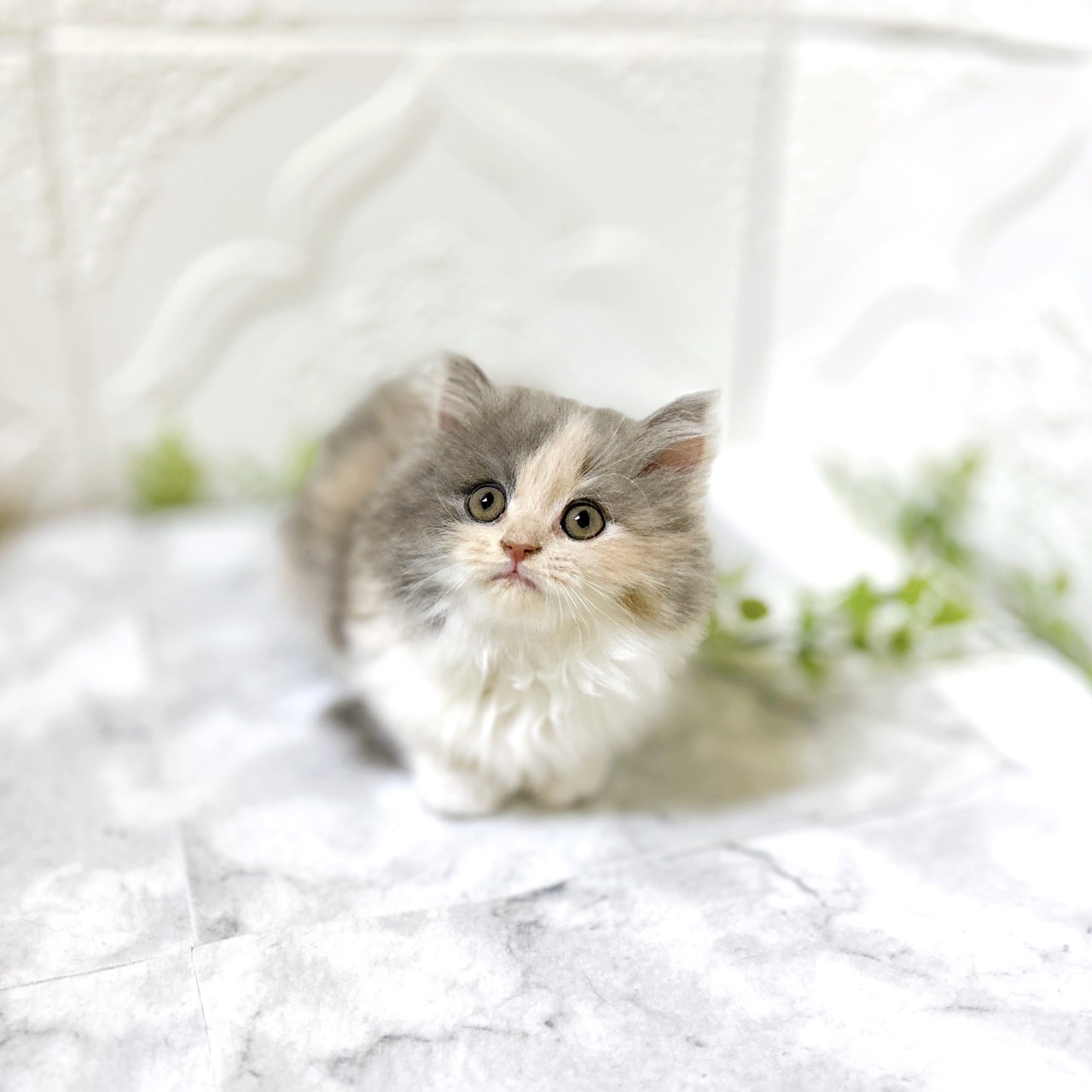 愛知県のマンチカン (犬の家＆猫の里岡崎店/2025年12月28日生まれ/女の子/ダイリュートキャリコ)の子猫の3枚目の画像