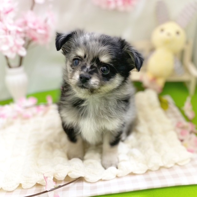 静岡県のポメチワ/チワポメ/ポメチー(ポメラニアン×チワワ) (犬の家＆猫の里藤枝店/2026年1月4日生まれ/男の子/ブルーマールホワイト)の子犬の3枚目の画像