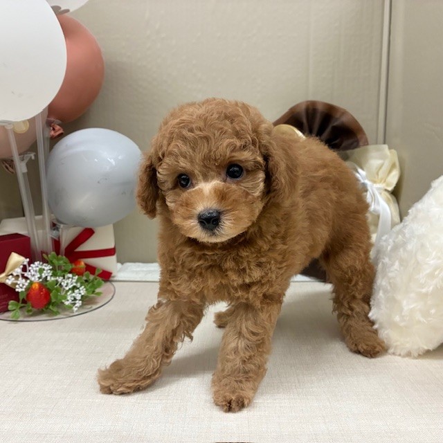 千葉県のトイプードル(トイ) (犬の家＆猫の里ワンズモール稲毛店/2025年12月31日生まれ/女の子/レッドフォーン)の子犬の3枚目の画像