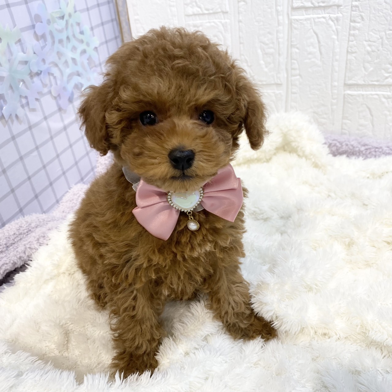 長野県のトイプードル(トイ) (犬の家＆猫の里カインズ梓川店/2025年12月31日生まれ/女の子/レッドフォーン)の子犬の3枚目の画像