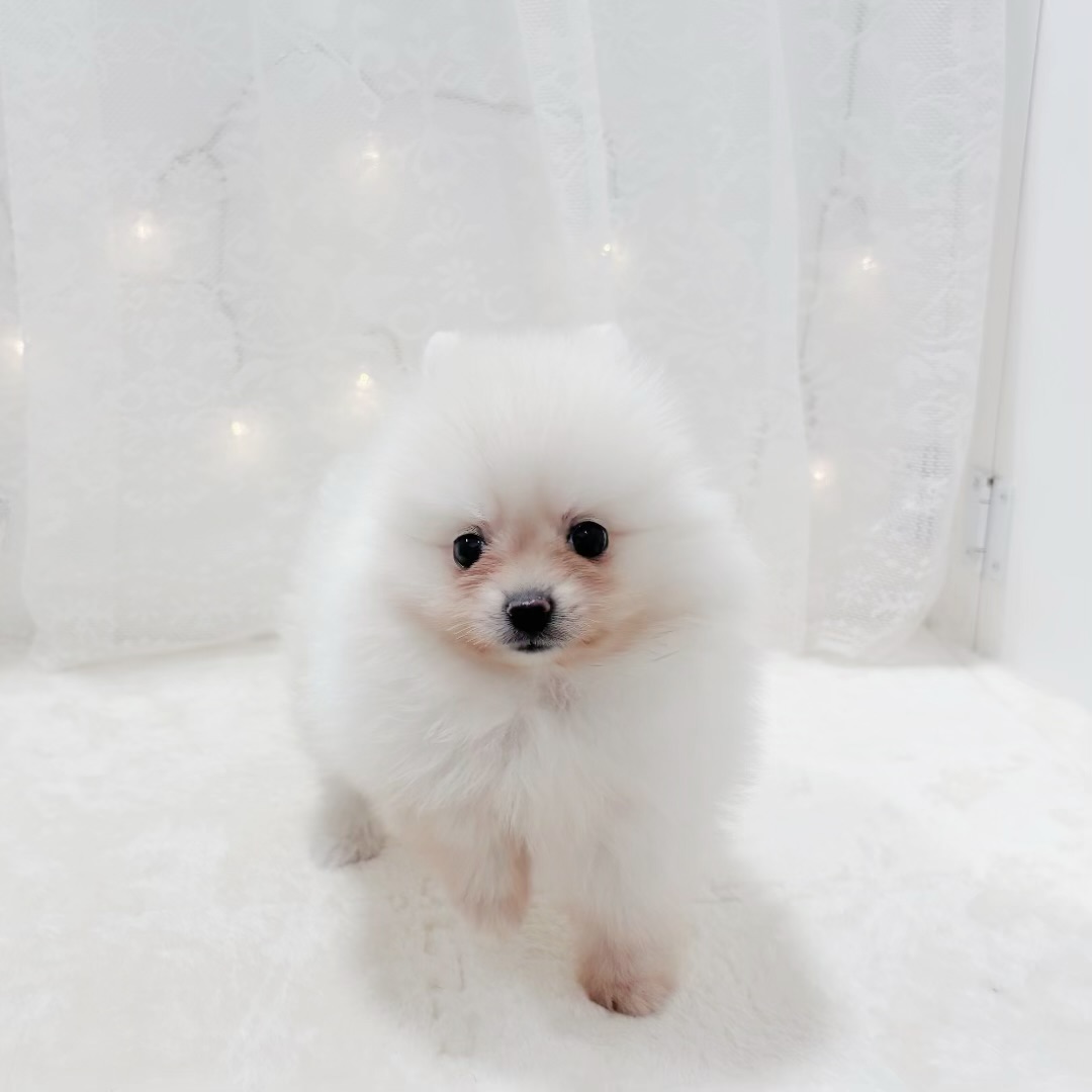 千葉県のポメラニアン (犬の家＆猫の里BIGHOPガーデンモール印西店/2026年1月5日生まれ/男の子/クリーム)の子犬の3枚目の画像