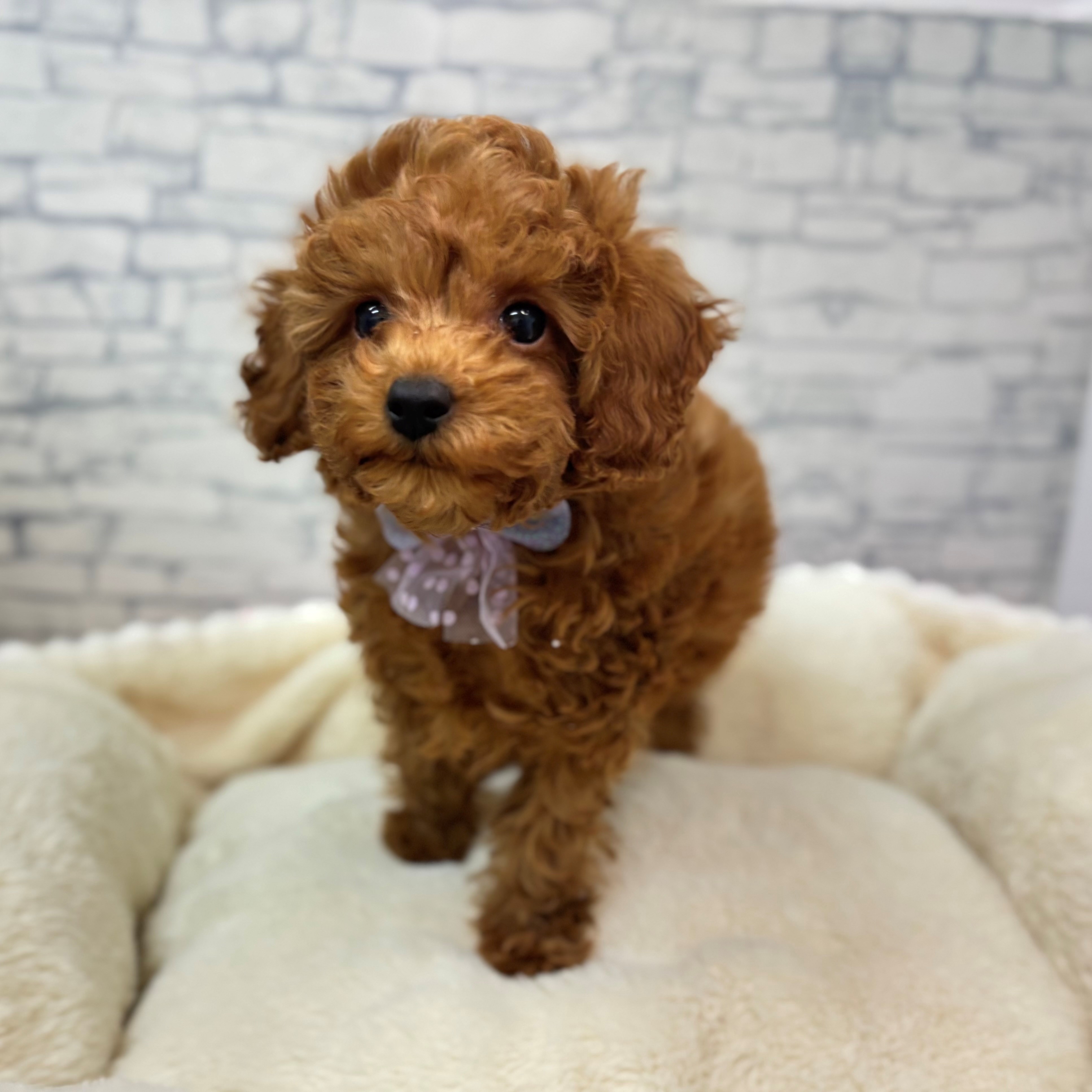 長野県のトイプードル(トイ) (犬の家＆猫の里長野店/2026年1月3日生まれ/男の子/レッド)の子犬の3枚目の画像