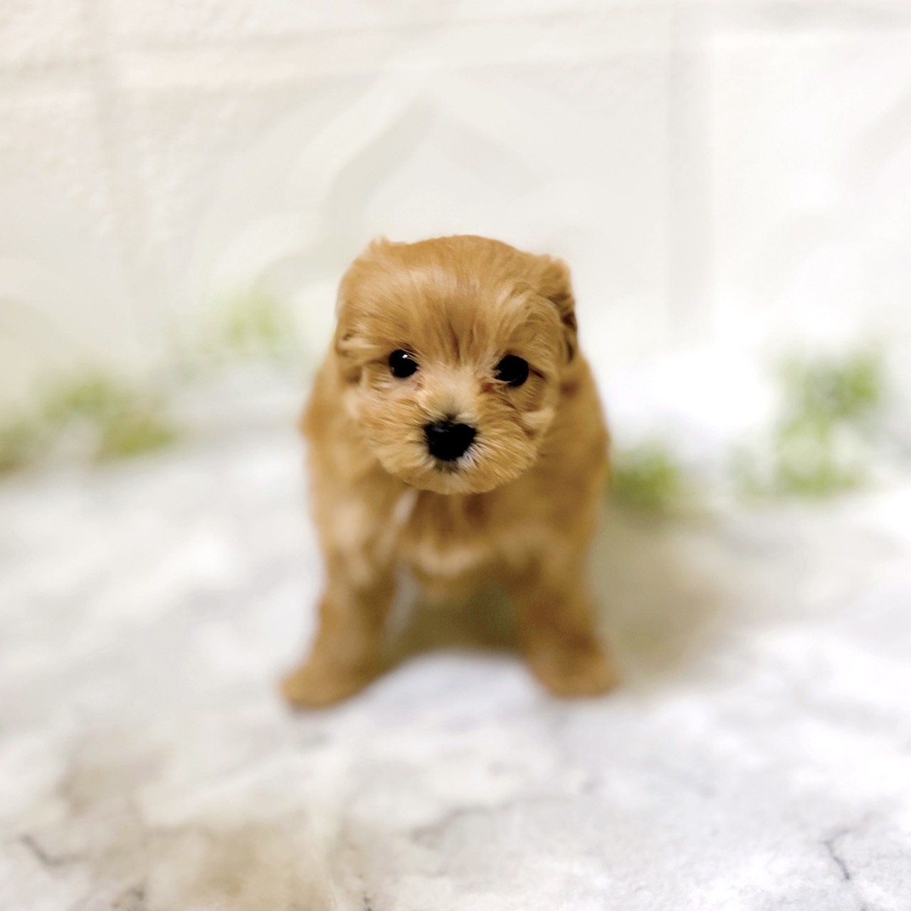愛知県のマルプー(マルチーズ×プードル) (犬の家＆猫の里岡崎店/2026年1月6日生まれ/男の子/アプリコット)の子犬の3枚目の画像