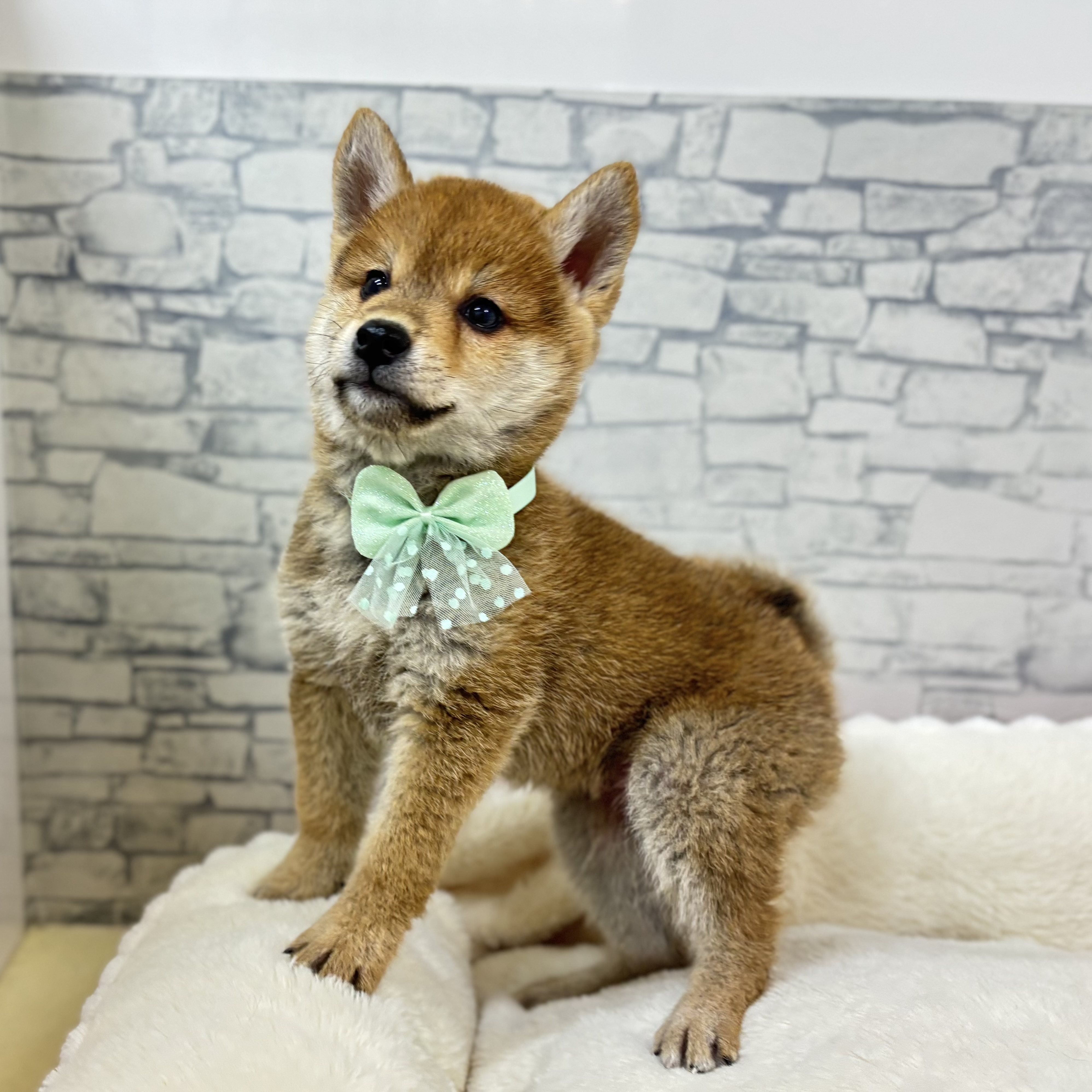 長野県の柴犬(標準サイズ) (犬の家＆猫の里長野店/2026年1月4日生まれ/男の子/赤)の子犬の3枚目の画像