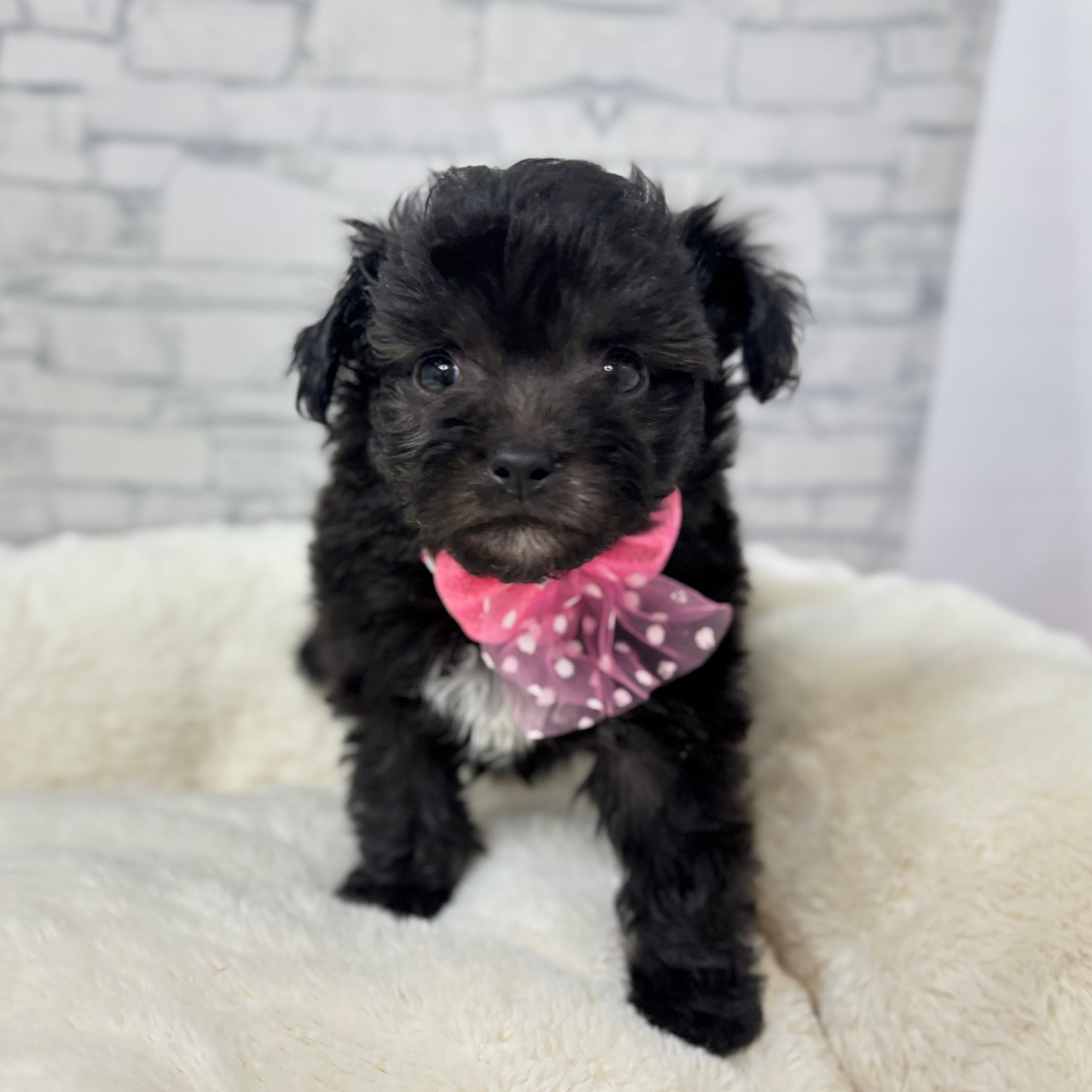 長野県のチワプー/プーチー(チワワ×プードル) (犬の家＆猫の里長野店/2026年1月6日生まれ/女の子/シルバー)の子犬の3枚目の画像