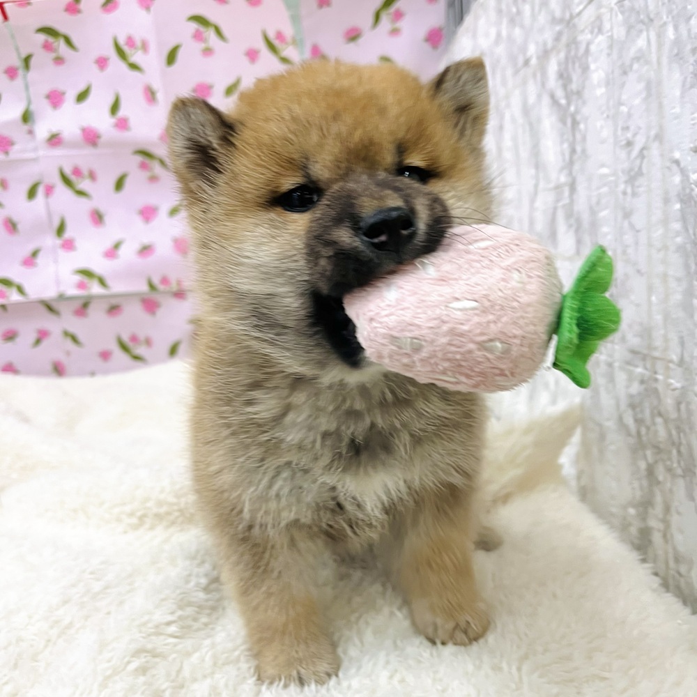 愛知県の柴犬(標準サイズ) (犬の家＆猫の里エアポートウォーク店/2026年1月4日生まれ/男の子/赤)の子犬の3枚目の画像