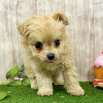 神奈川県のチワプー/プーチー(チワワ×プードル) (犬の家＆猫の里小田原店/2026年1月6日生まれ/男の子/クリーム)の子犬の3枚目の画像