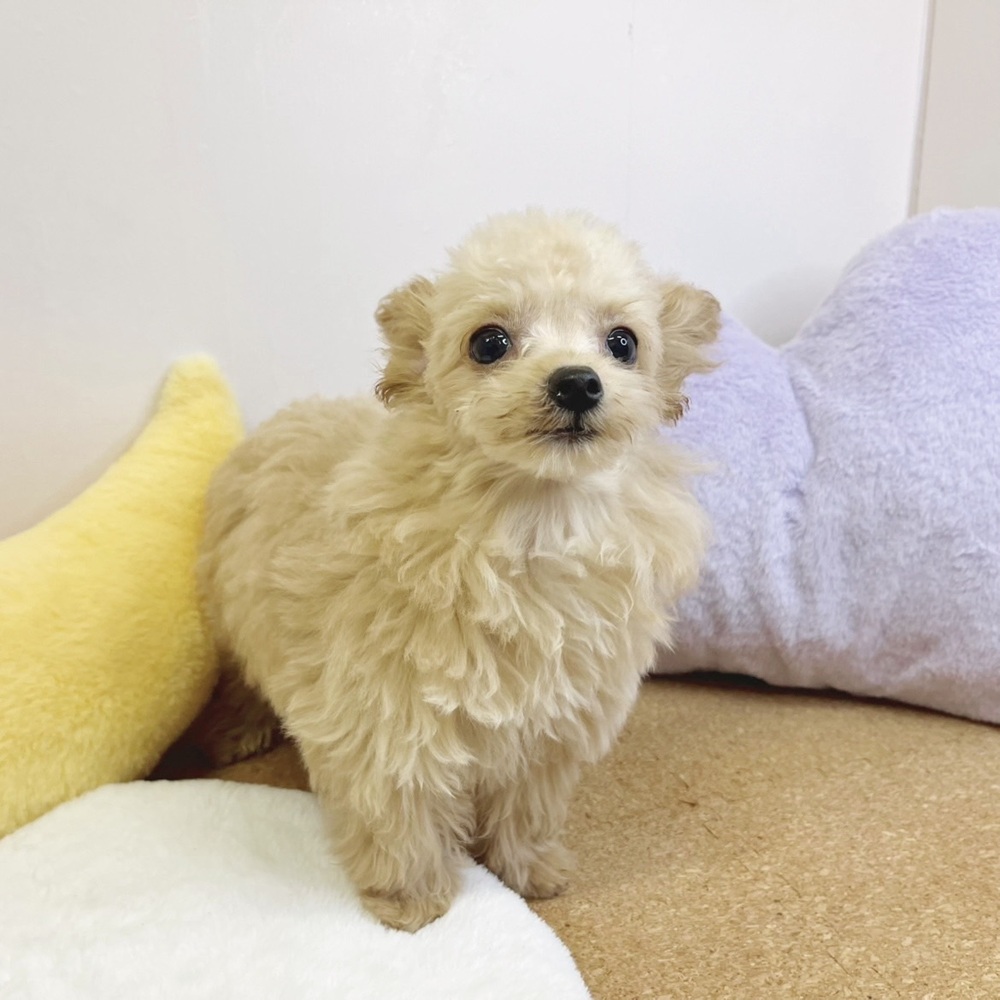 静岡県のチワプー/プーチー(チワワ×プードル) (犬の家＆猫の里マークイズ静岡店/2026年1月6日生まれ/男の子/クリーム)の子犬の3枚目の画像
