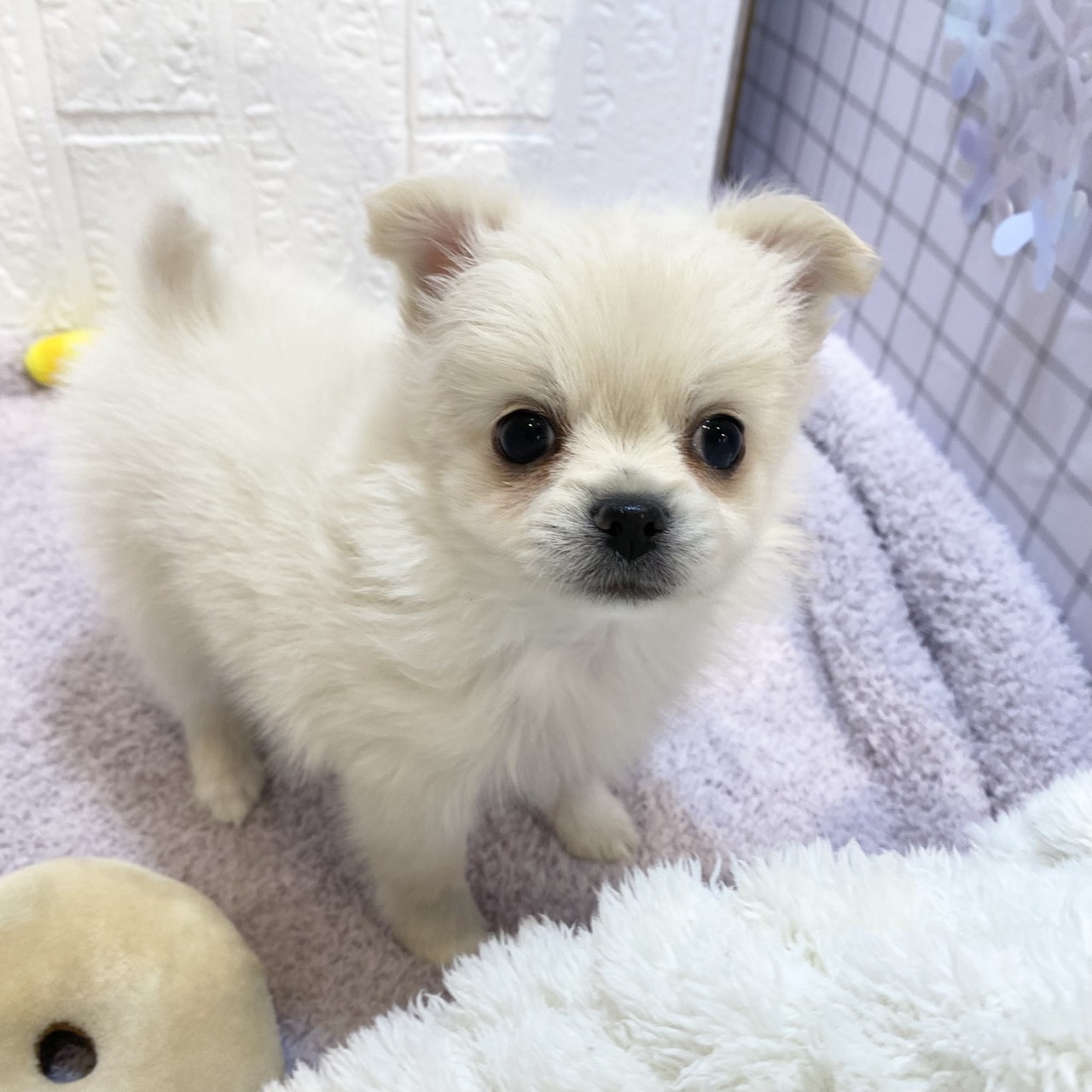 長野県のポメチワ/チワポメ/ポメチー(ポメラニアン×チワワ) (犬の家＆猫の里カインズ梓川店/2026年1月4日生まれ/女の子/クリーム)の子犬の3枚目の画像