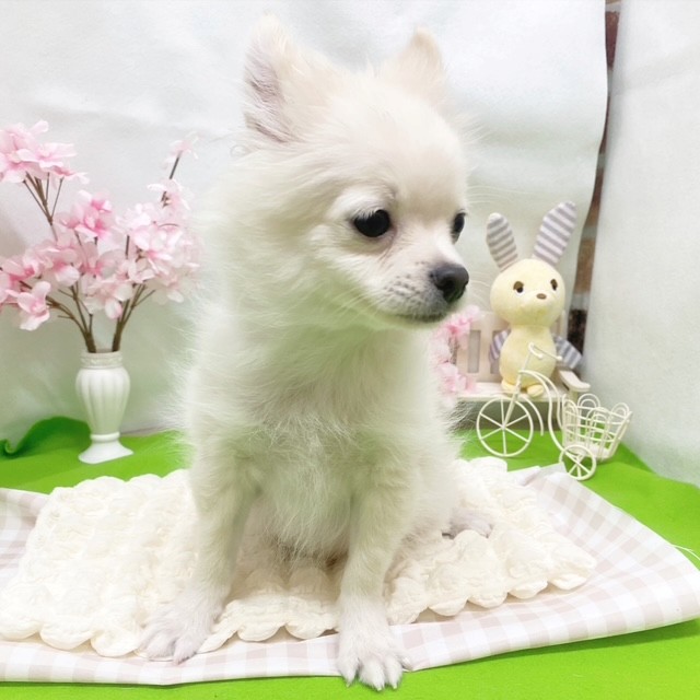 静岡県のポメチワ/チワポメ/ポメチー(ポメラニアン×チワワ) (犬の家＆猫の里藤枝店/2026年1月4日生まれ/男の子/クリーム)の子犬の3枚目の画像