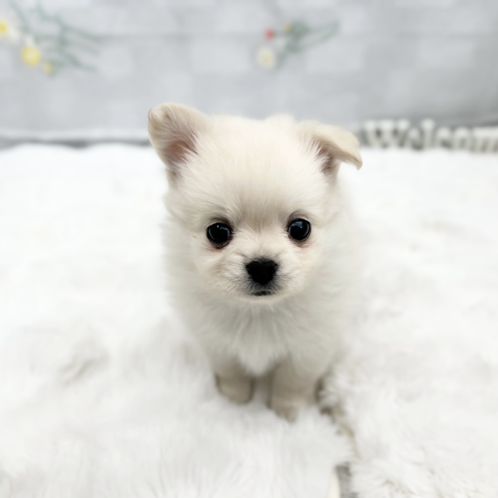 静岡県のポメチワ/チワポメ/ポメチー(ポメラニアン×チワワ) (犬の家＆猫の里MEGAドン・キホーテ袋井店/2026年1月4日生まれ/男の子/クリーム)の子犬