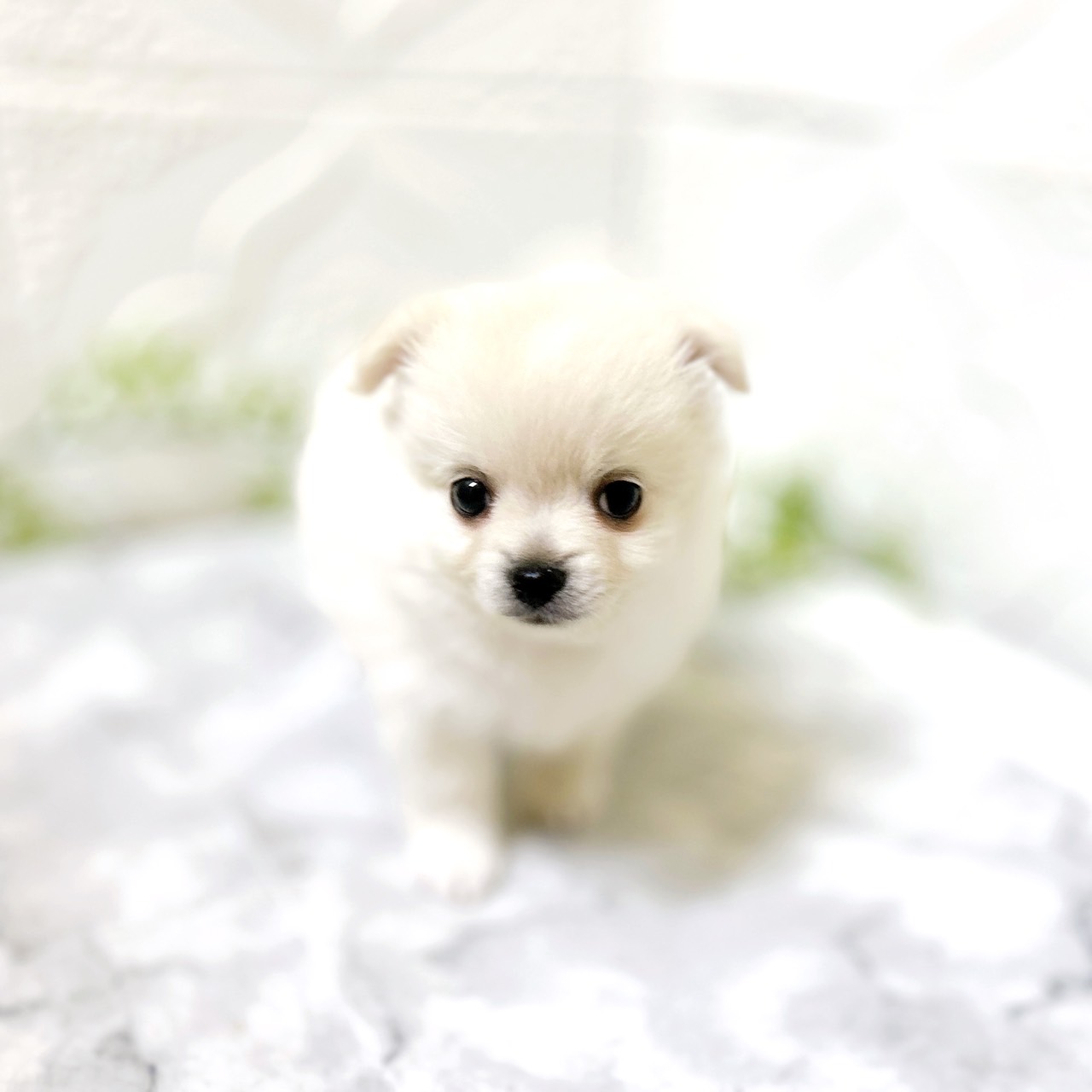 愛知県のポメチワ/チワポメ/ポメチー(ポメラニアン×チワワ) (犬の家＆猫の里岡崎店/2026年1月4日生まれ/男の子/クリーム)の子犬の3枚目の画像