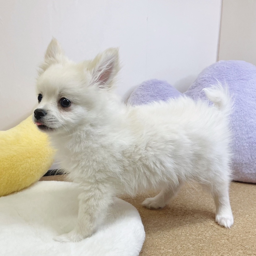 静岡県のポメチワ/チワポメ/ポメチー(ポメラニアン×チワワ) (犬の家＆猫の里マークイズ静岡店/2026年1月4日生まれ/男の子/クリーム)の子犬の3枚目の画像