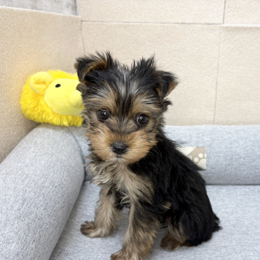 長野県のヨークシャーテリア (犬の家＆猫の里塩尻店/2026年1月5日生まれ/女の子/スチールブルータン)の子犬の3枚目の画像