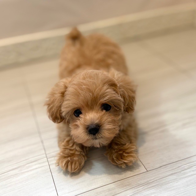 愛知県のマルプー(マルチーズ×プードル) (犬の家＆猫の里春日井本店/2026年1月1日生まれ/女の子/アプリコット)の子犬の3枚目の画像