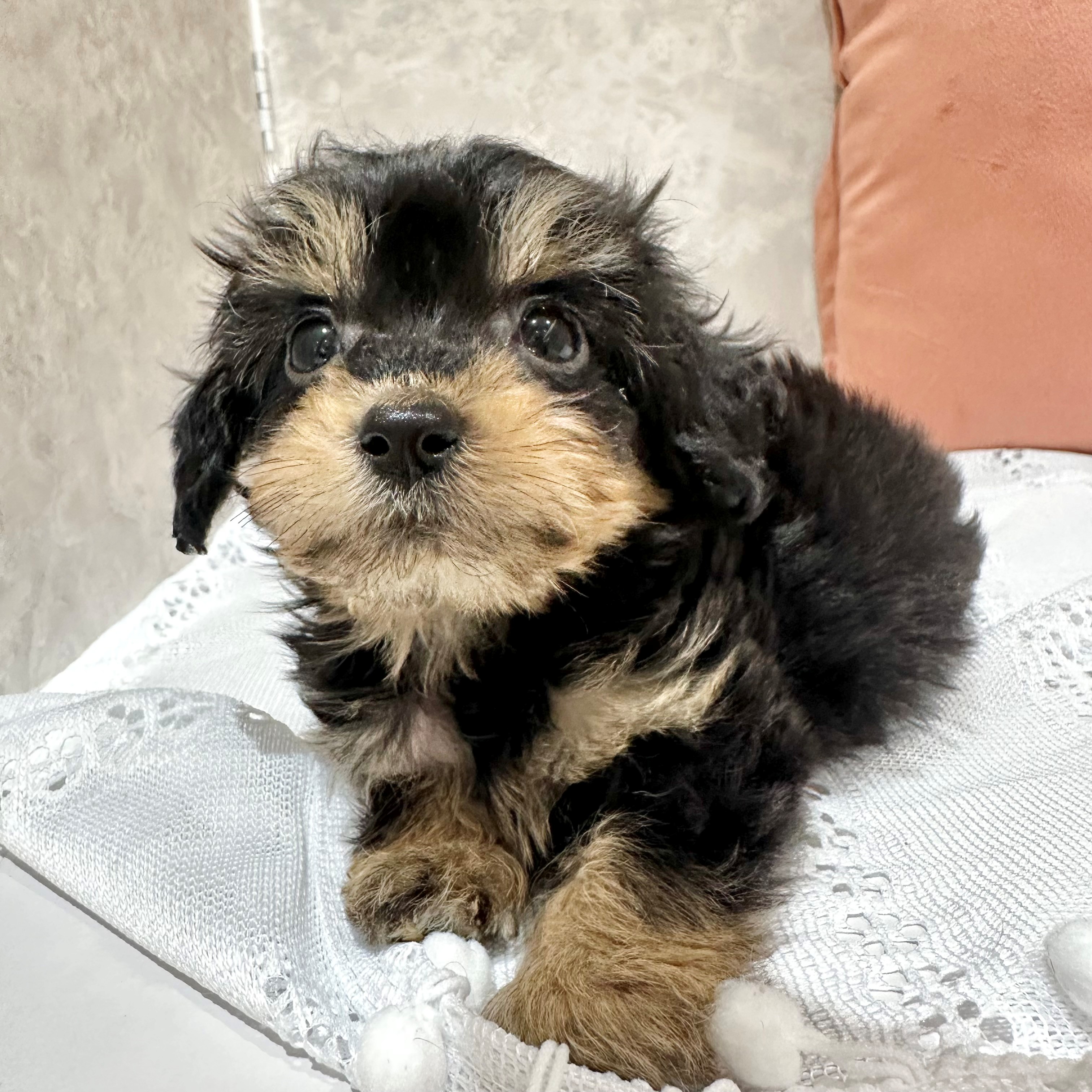 福岡県のダップー(ダックス×プードル) (犬の家＆猫の里くりえいと宗像店/2026年1月6日生まれ/男の子/ブラックタン)の子犬の3枚目の画像