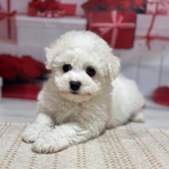 福岡県のビションフリーゼ (犬の家＆猫の里トリアス久山店/2026年1月4日生まれ/男の子/ホワイト)の子犬の3枚目の画像