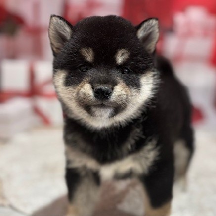 福岡県の豆柴 (犬の家＆猫の里トリアス久山店/2026年1月1日生まれ/女の子/黒)の子犬の3枚目の画像