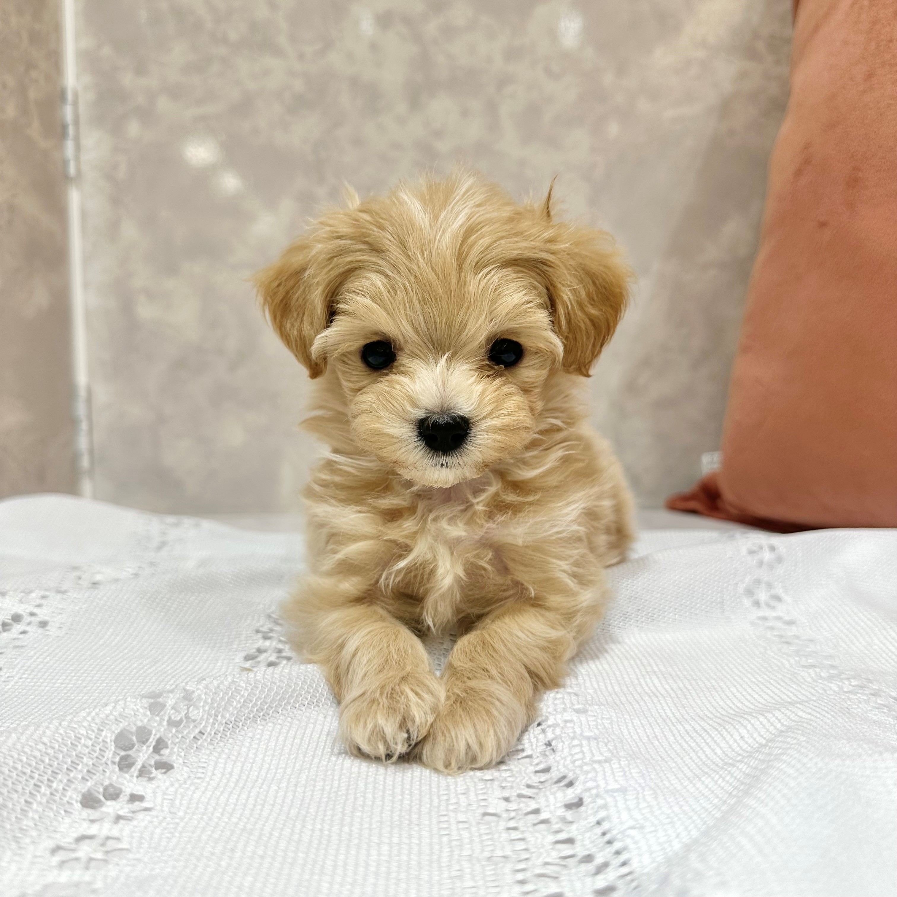 福岡県のマルプー(マルチーズ×プードル) (犬の家＆猫の里くりえいと宗像店/2026年1月2日生まれ/女の子/クリーム)の子犬の1枚目の画像