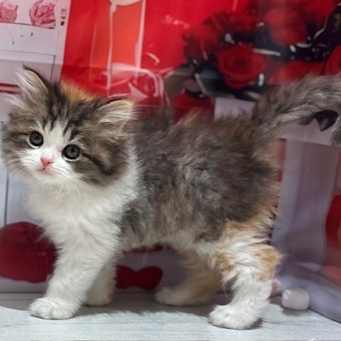 福岡県のスコティッシュフォールド (犬の家＆猫の里トリアス久山店/2026年1月3日生まれ/女の子/キャリコ)の子猫の3枚目の画像