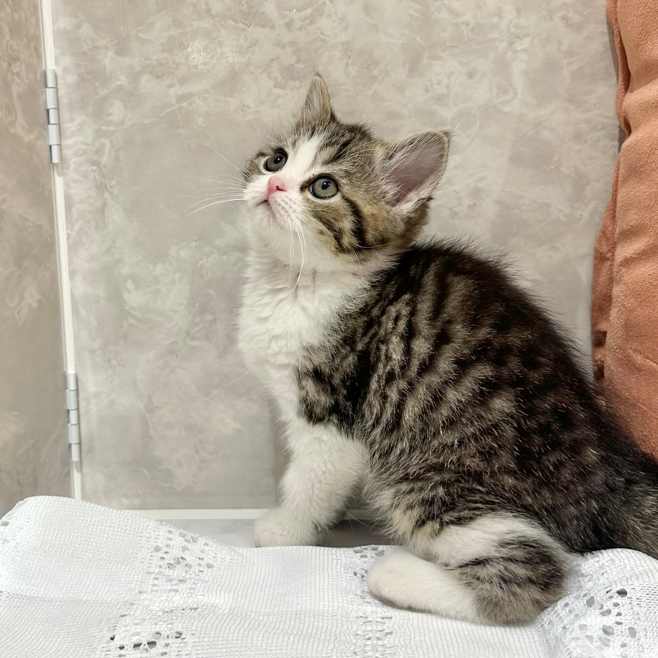福岡県のスコティッシュフォールド (犬の家＆猫の里くりえいと宗像店/2026年1月3日生まれ/女の子/ブラウンパッチドタビーホワイト)の子猫の3枚目の画像