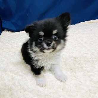 愛知県のポメチワ/チワポメ/ポメチー(ポメラニアン×チワワ) (犬の家＆猫の里一宮店/2026年1月6日生まれ/男の子/ブラックタンホワイト)の子犬の3枚目の画像