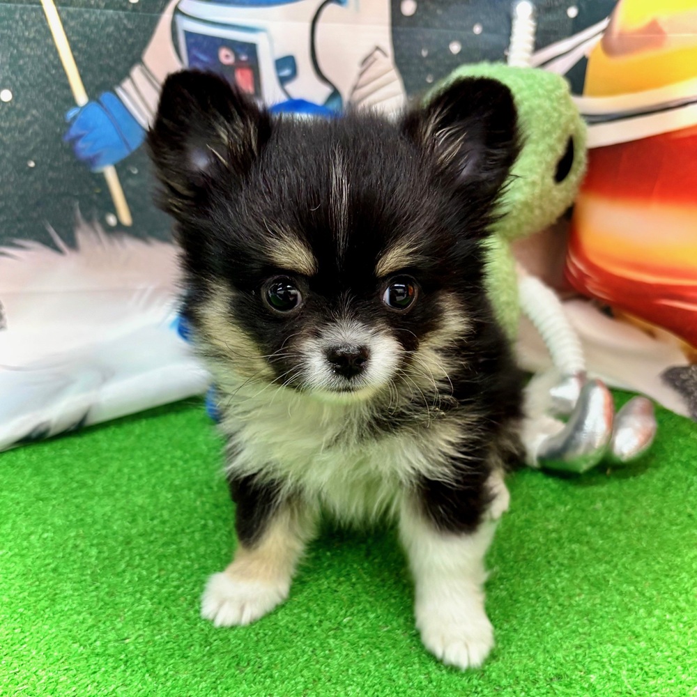 愛知県のポメチワ/チワポメ/ポメチー(ポメラニアン×チワワ) (犬の家＆猫の里名古屋天白店/2026年1月6日生まれ/男の子/ブラックタンホワイト)の子犬の3枚目の画像