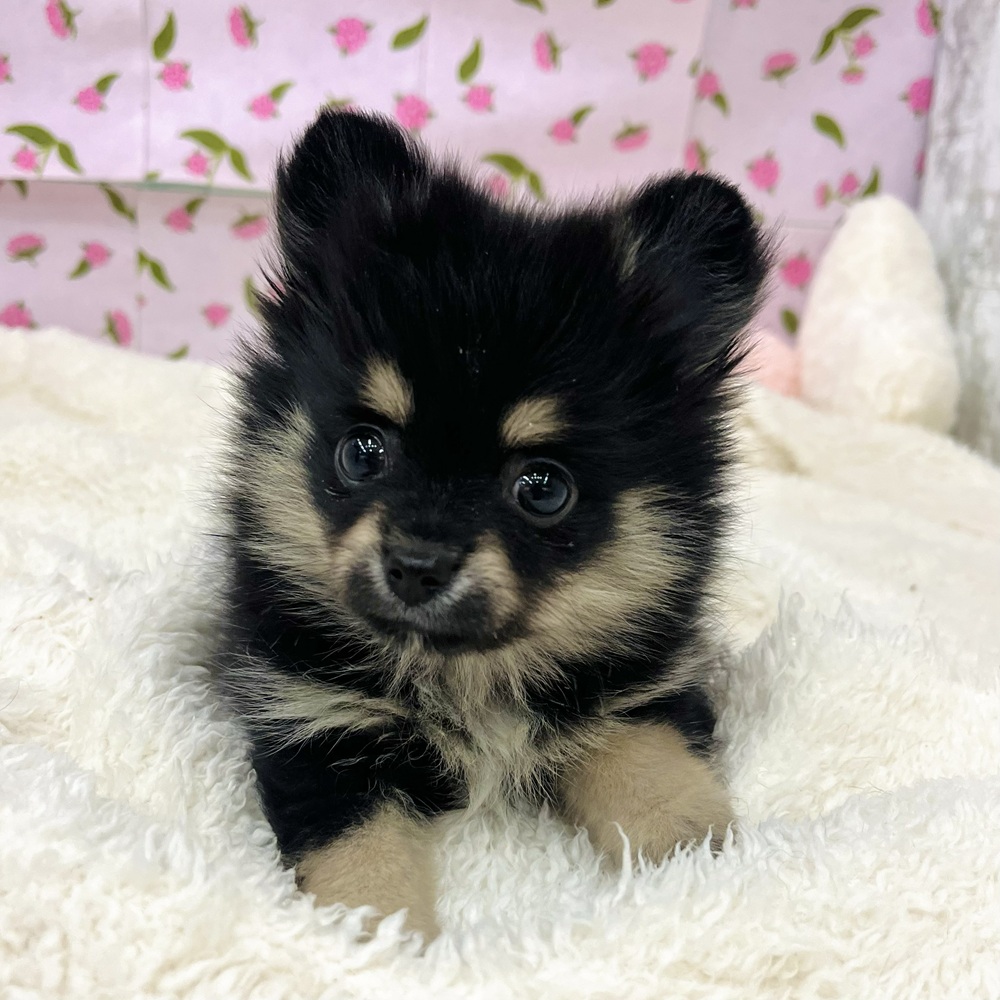 愛知県のポメチワ/チワポメ/ポメチー(ポメラニアン×チワワ) (犬の家＆猫の里エアポートウォーク店/2026年1月6日生まれ/女の子/ブラックタンホワイト)の子犬の3枚目の画像