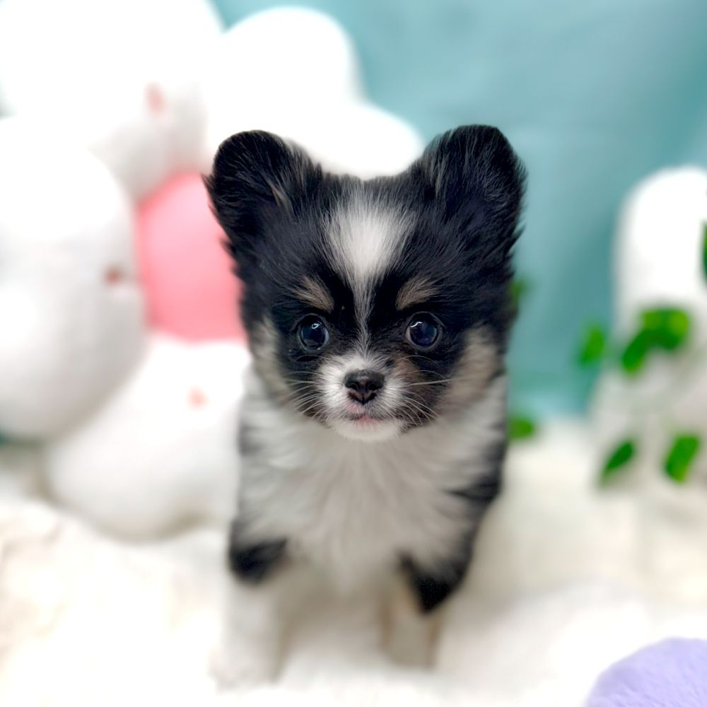 愛知県のポメチワ/チワポメ/ポメチー(ポメラニアン×チワワ) (犬の家＆猫の里愛知刈谷店/2026年1月6日生まれ/女の子/ブラックタンホワイト)の子犬の3枚目の画像