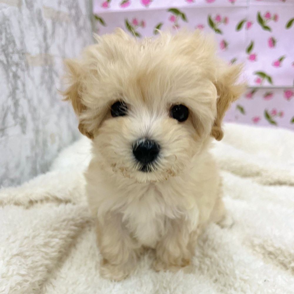 愛知県のマルプー(マルチーズ×プードル) (犬の家＆猫の里エアポートウォーク店/2026年1月4日生まれ/女の子/クリーム)の子犬の1枚目の画像