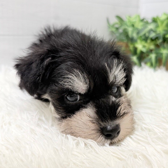 愛知県のミニチュアシュナウザー (犬の家＆猫の里豊田店/2026年1月4日生まれ/男の子/ブラックシルバー)の子犬の3枚目の画像