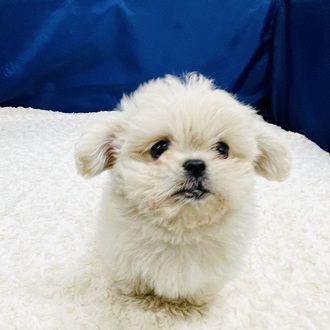 愛知県のペキプー(ペキニーズ×プードル) (犬の家＆猫の里一宮店/2026年1月6日生まれ/男の子/クリームホワイト)の子犬の3枚目の画像