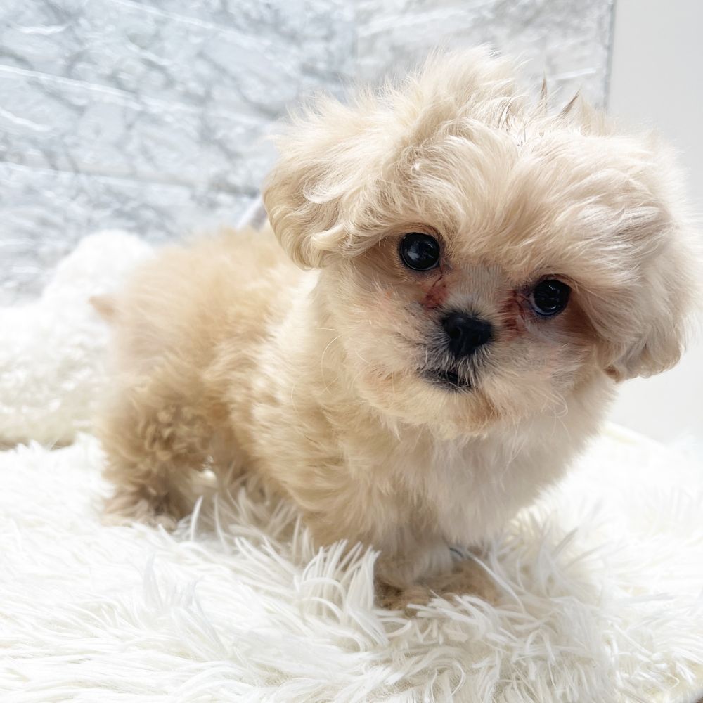 愛知県のペキプー(ペキニーズ×プードル) (犬の家＆猫の里MiO香久山店/2026年1月6日生まれ/男の子/クリーム)の子犬の3枚目の画像